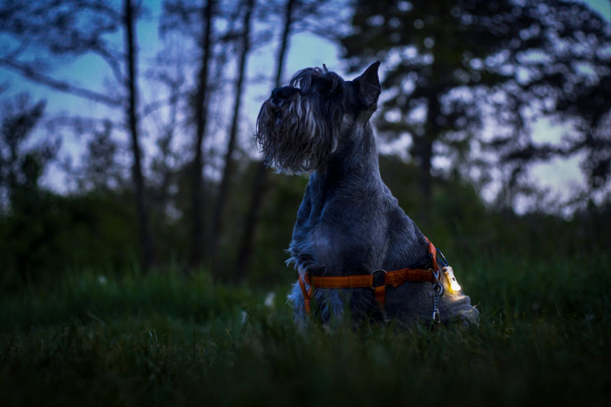 Мультифонарь Armytek Zippy Extended Set (Blue Sapphire)